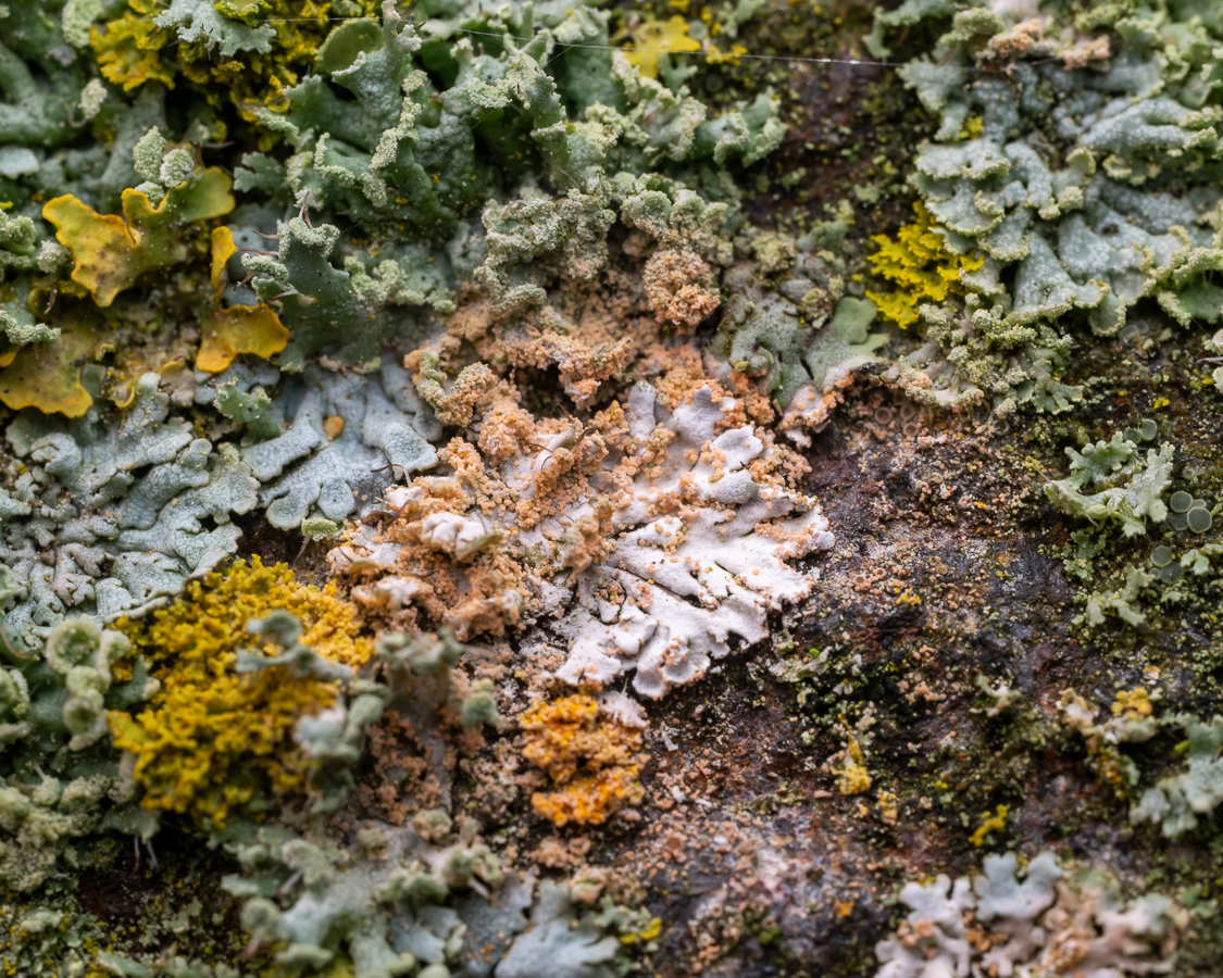 Erythricium aurantiacum (door Job van Dieten)