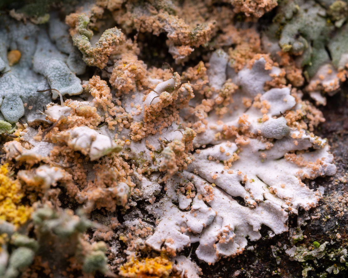 Erythricium aurantiacum (door Job van Dieten)