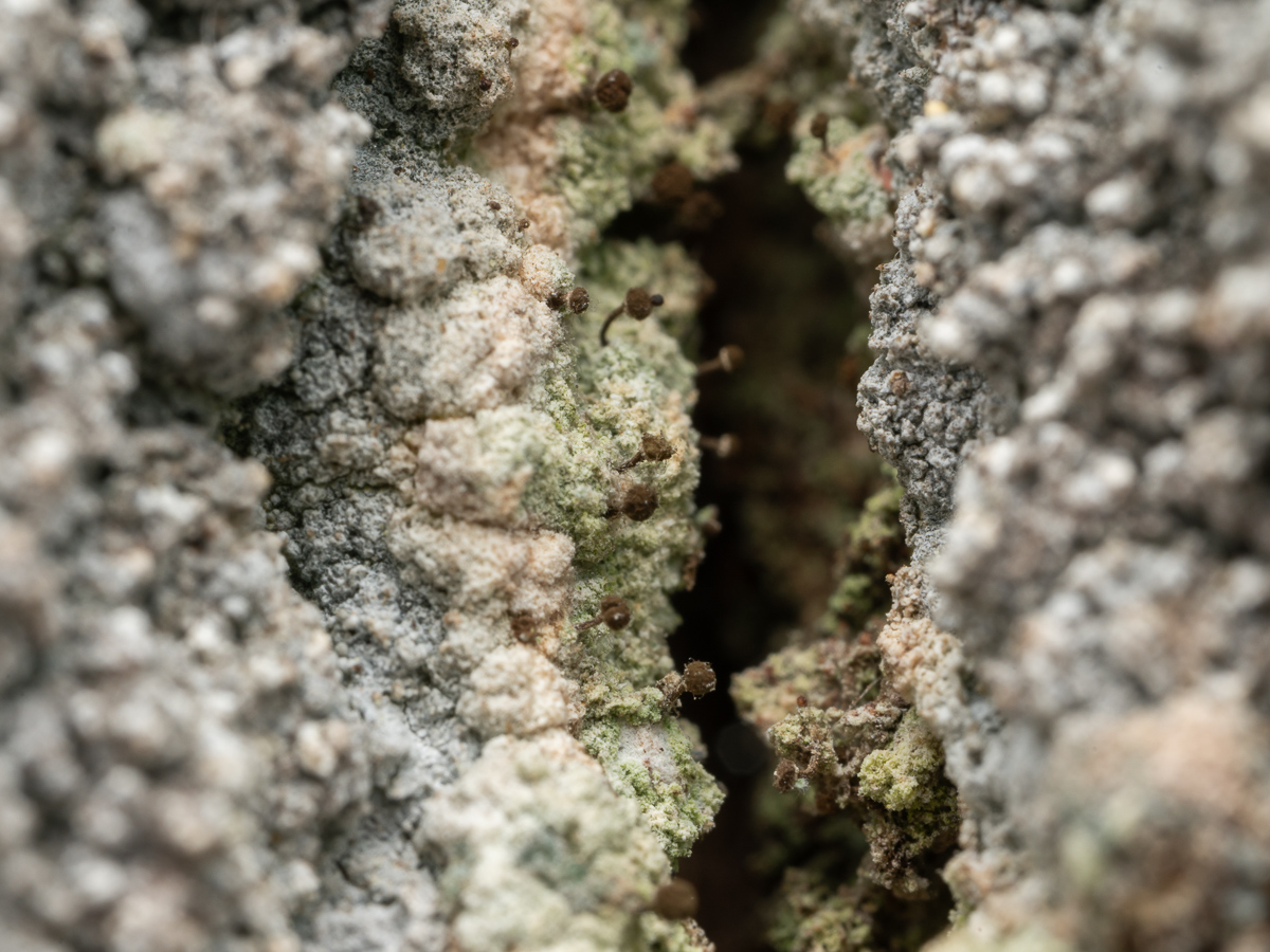 Chaenotheca stemonea (door Job van Dieten)