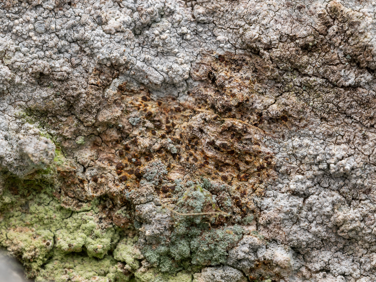 Arthonia vinosa (door Job van Dieten)