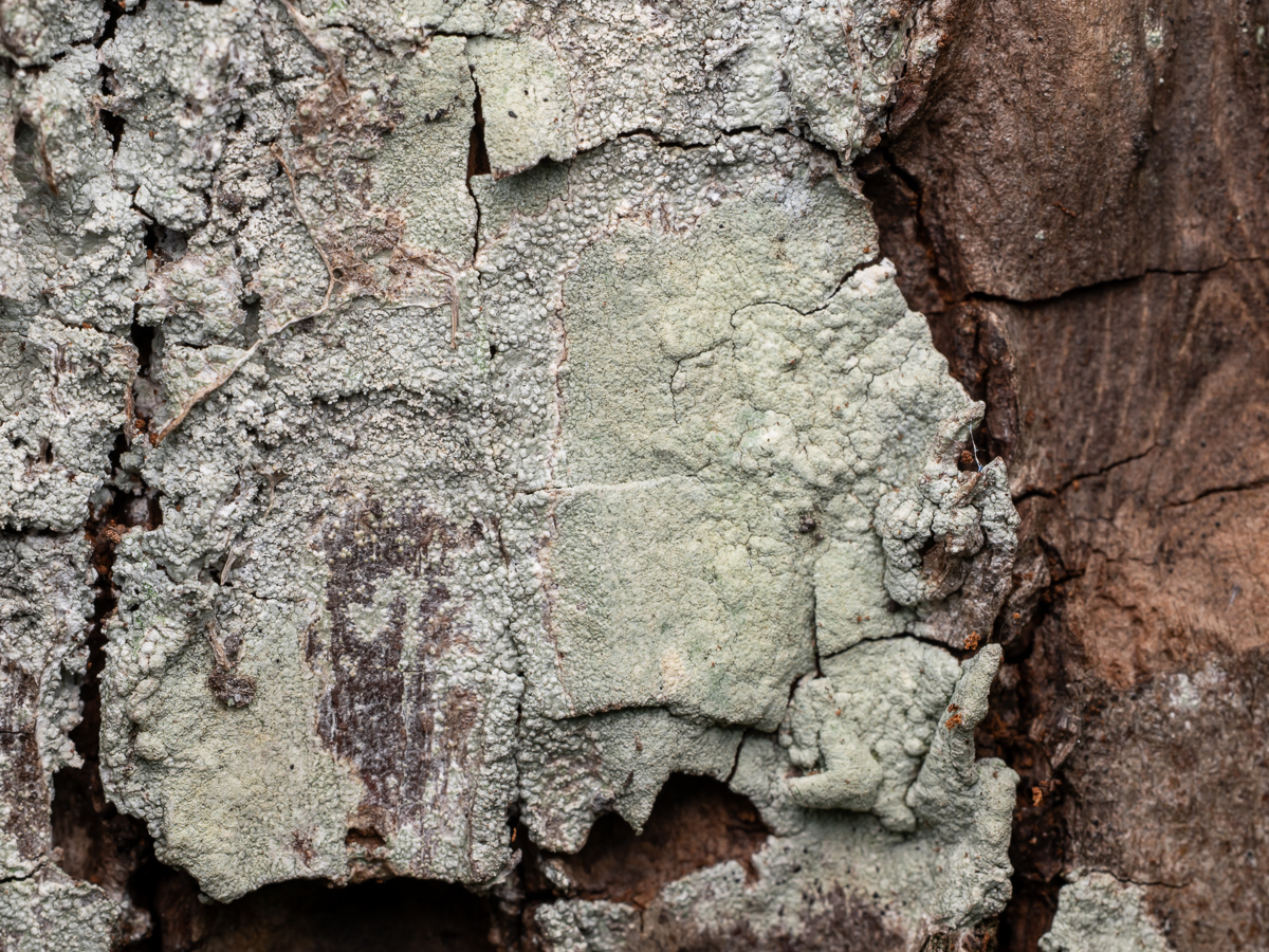 Pertusaria flavida (door Job van Dieten)