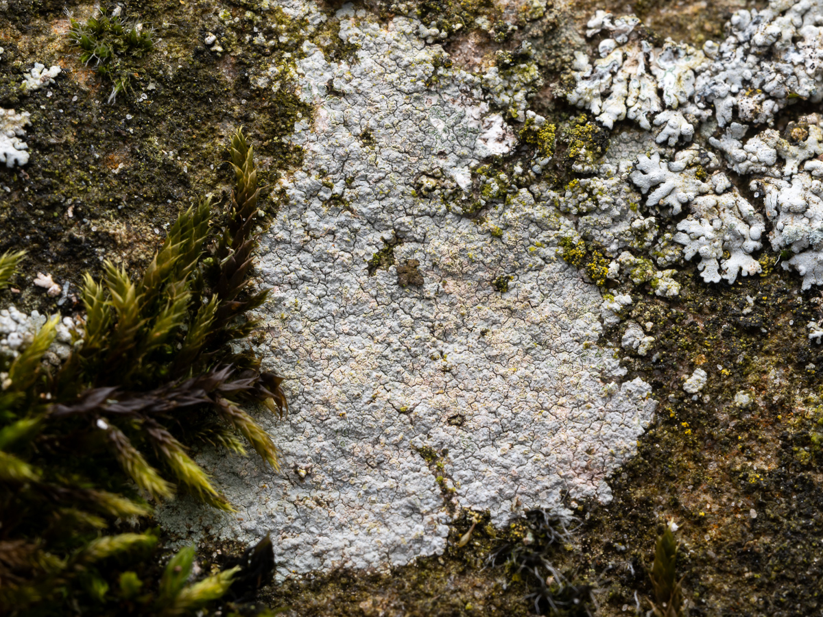 Trapelia placodioides (door Job van Dieten)