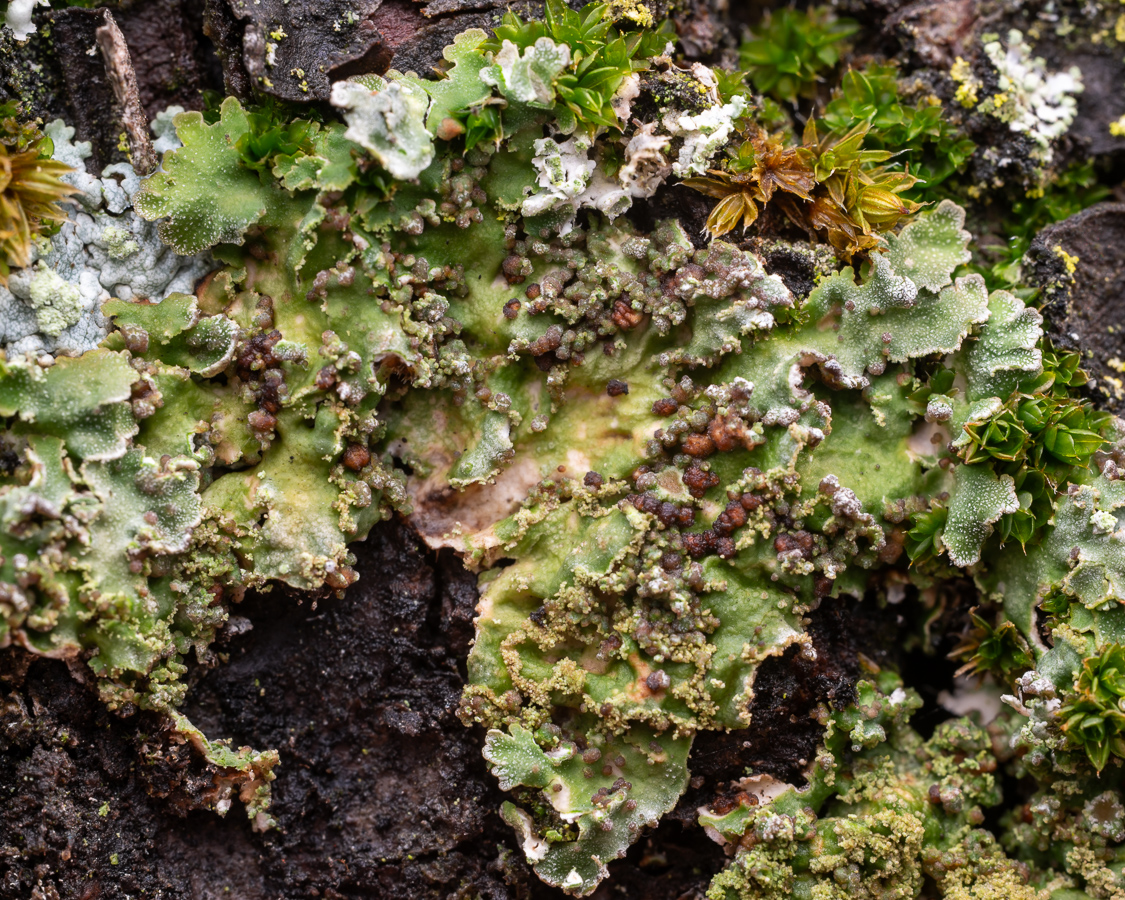 Zyzygomyces physconiae (door Job van Dieten)