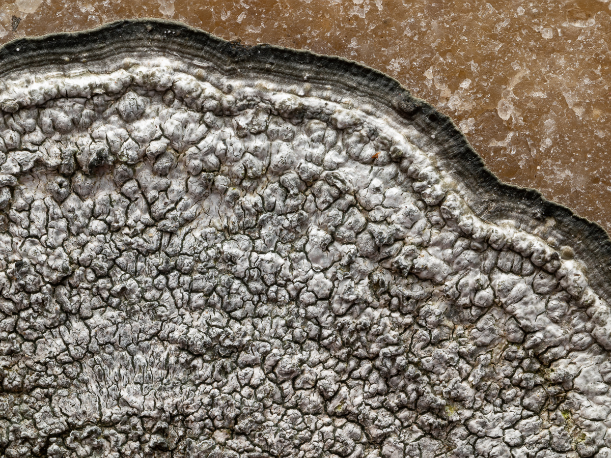 Circinaria leprosescens (door Job van Dieten)