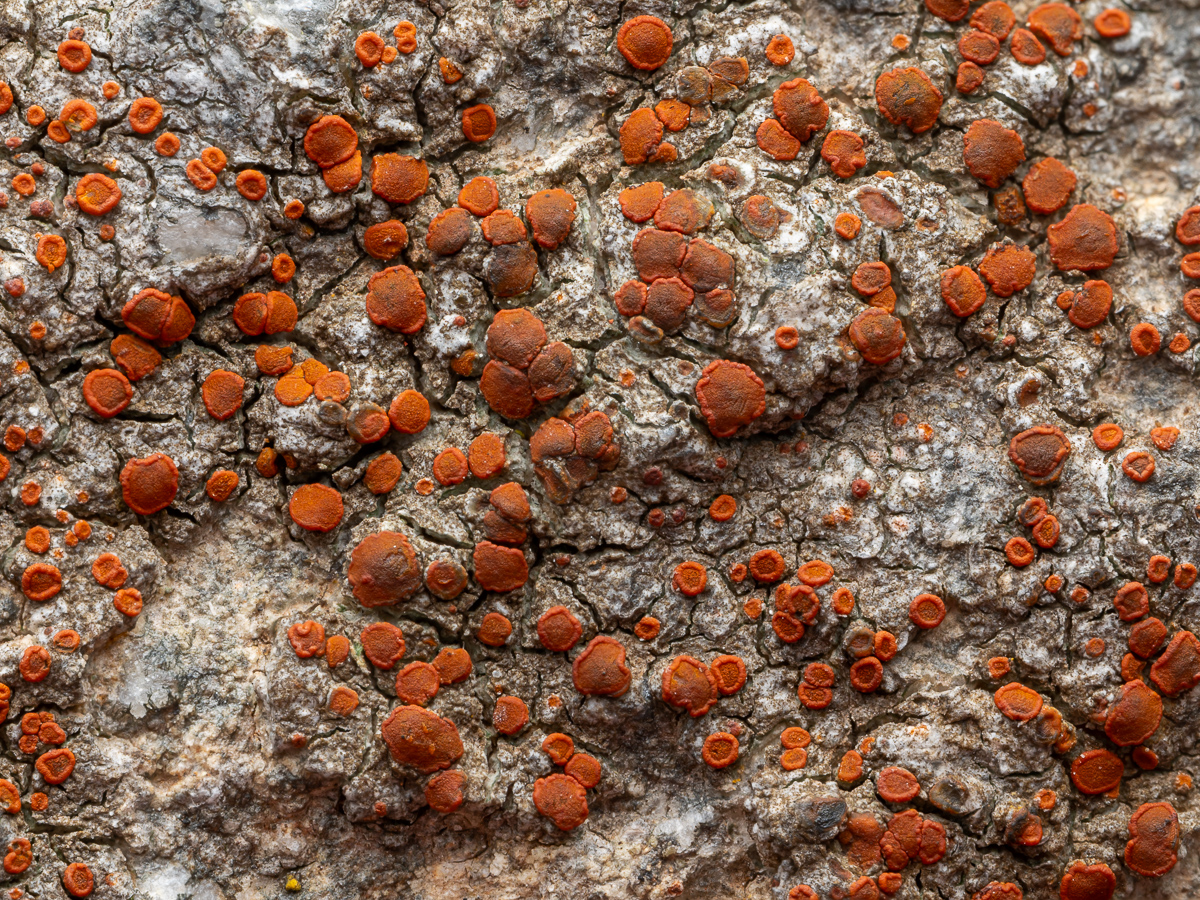 Blastenia crenularia (door Job van Dieten)