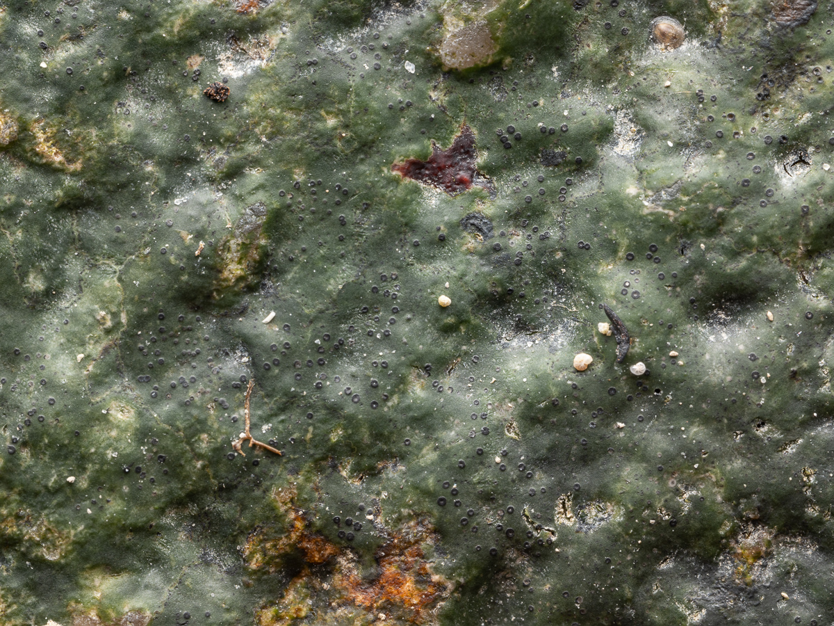 Wahlenbergiella mucosa (door Job van Dieten)