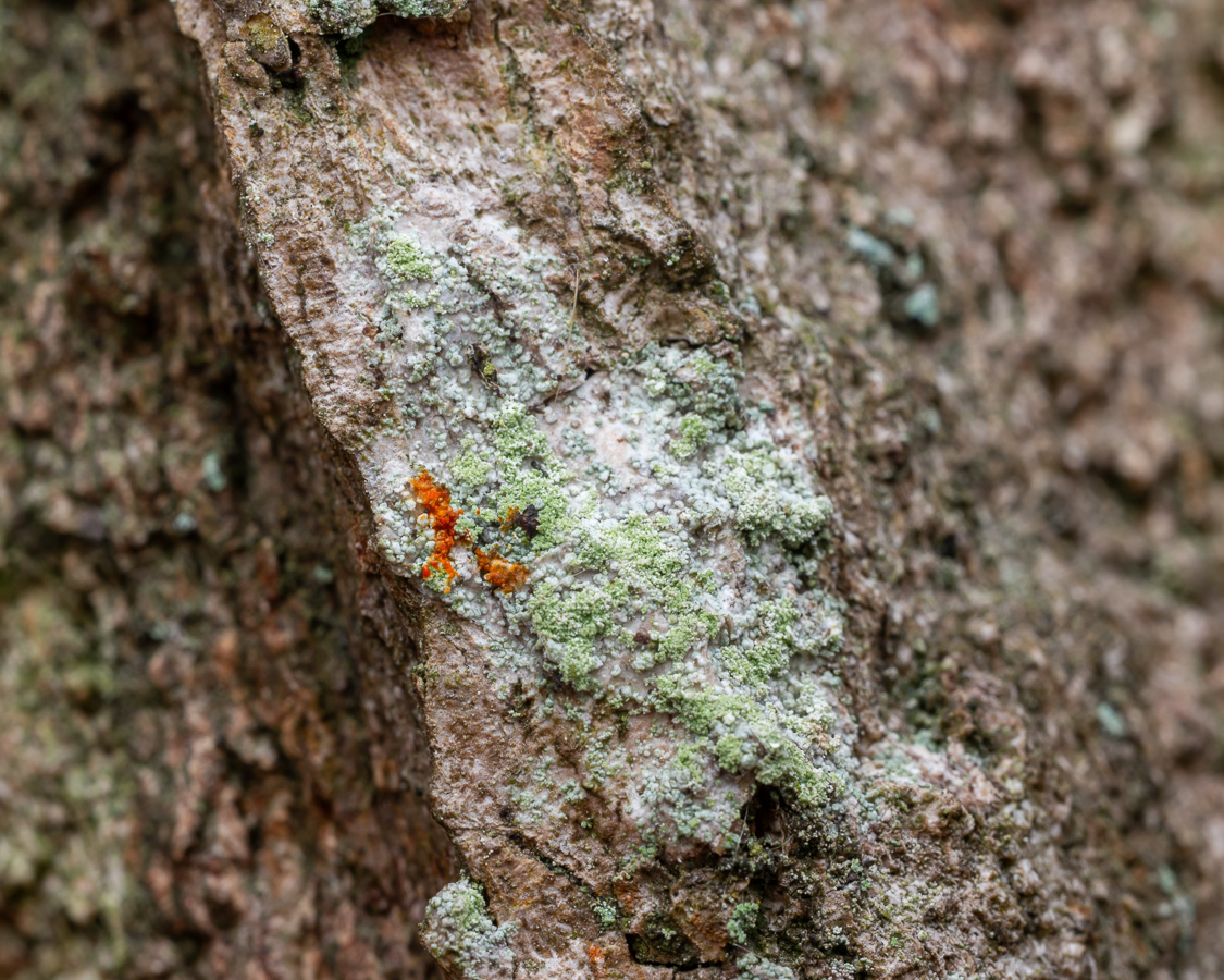 Violella fucata (door Job van Dieten)