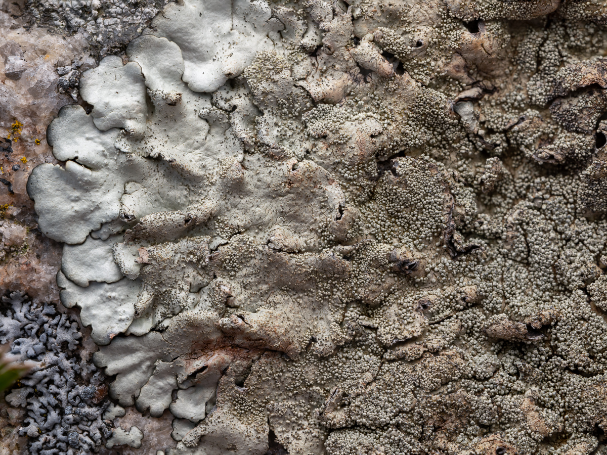 Xanthoparmelia tinctina (door Job van Dieten)