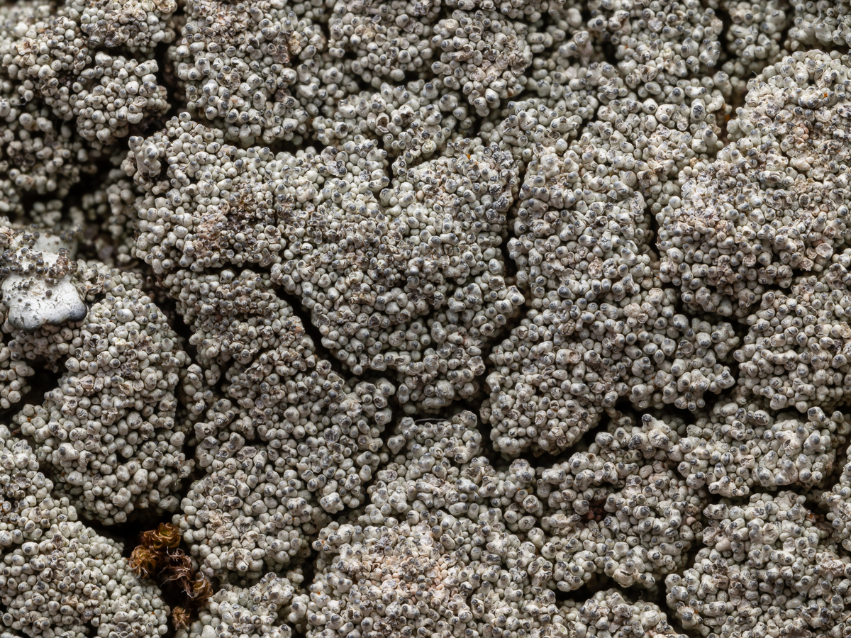 Xanthoparmelia tinctina (door Job van Dieten)
