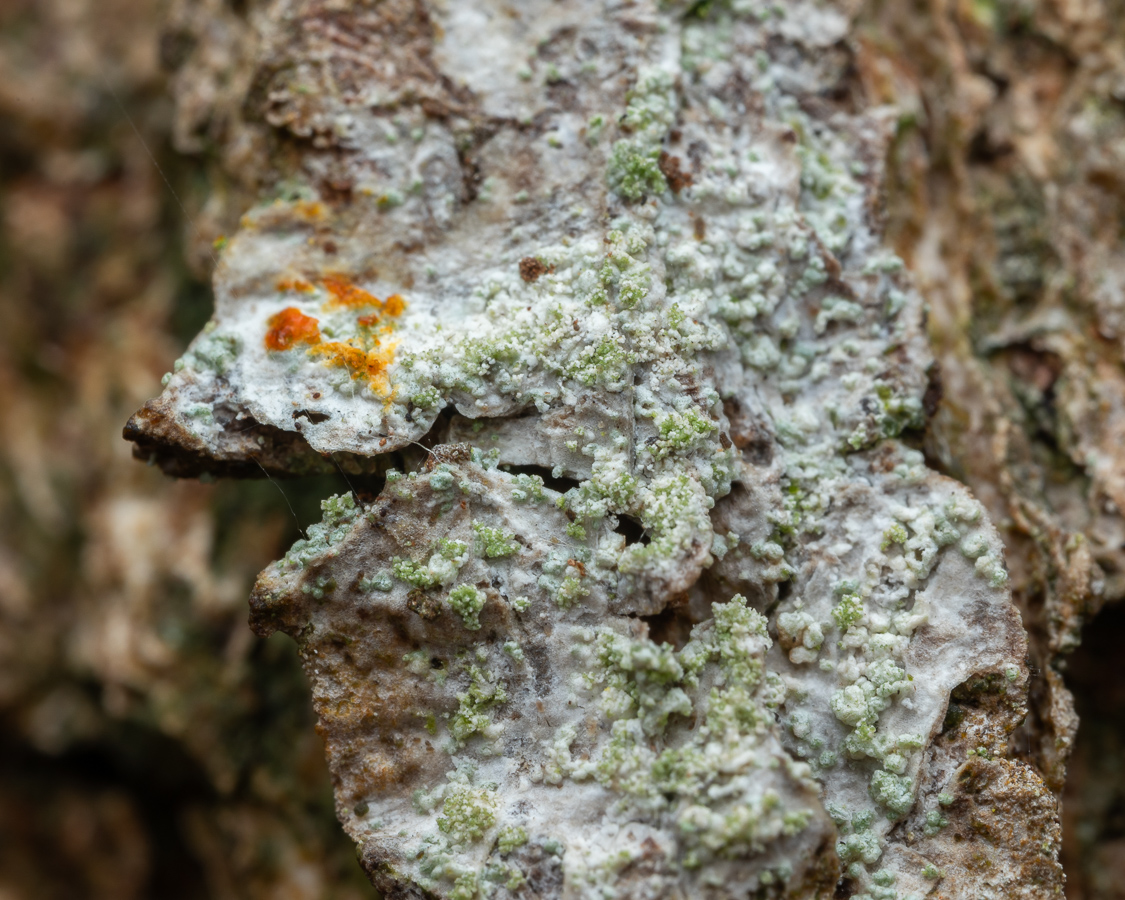 Violella fucata (door Job van Dieten)