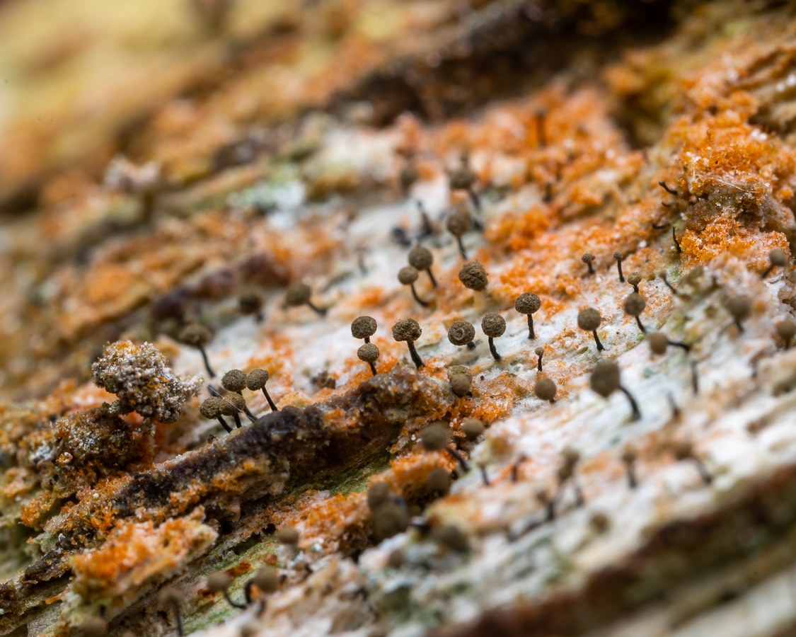 Chaenotheca brunneola (door Job van Dieten)