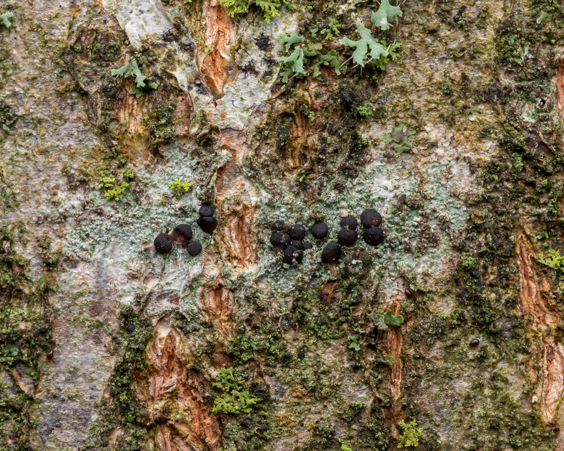 Bacidia laurocerasi (door Job van Dieten)