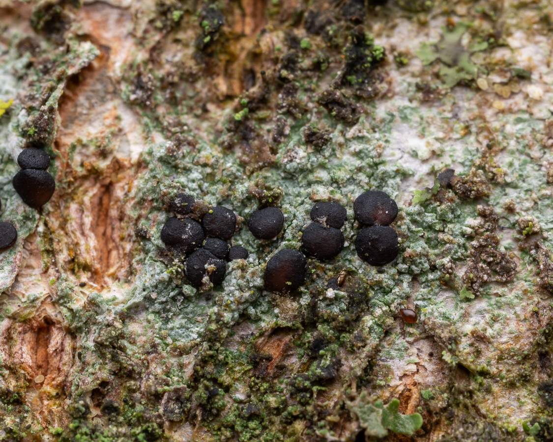 Bacidia laurocerasi (door Job van Dieten)