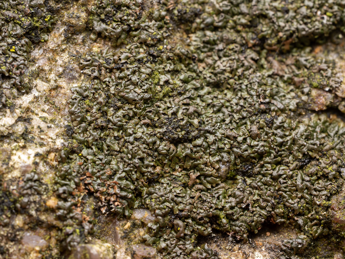Montanelia disjuncta (door Job van Dieten)
