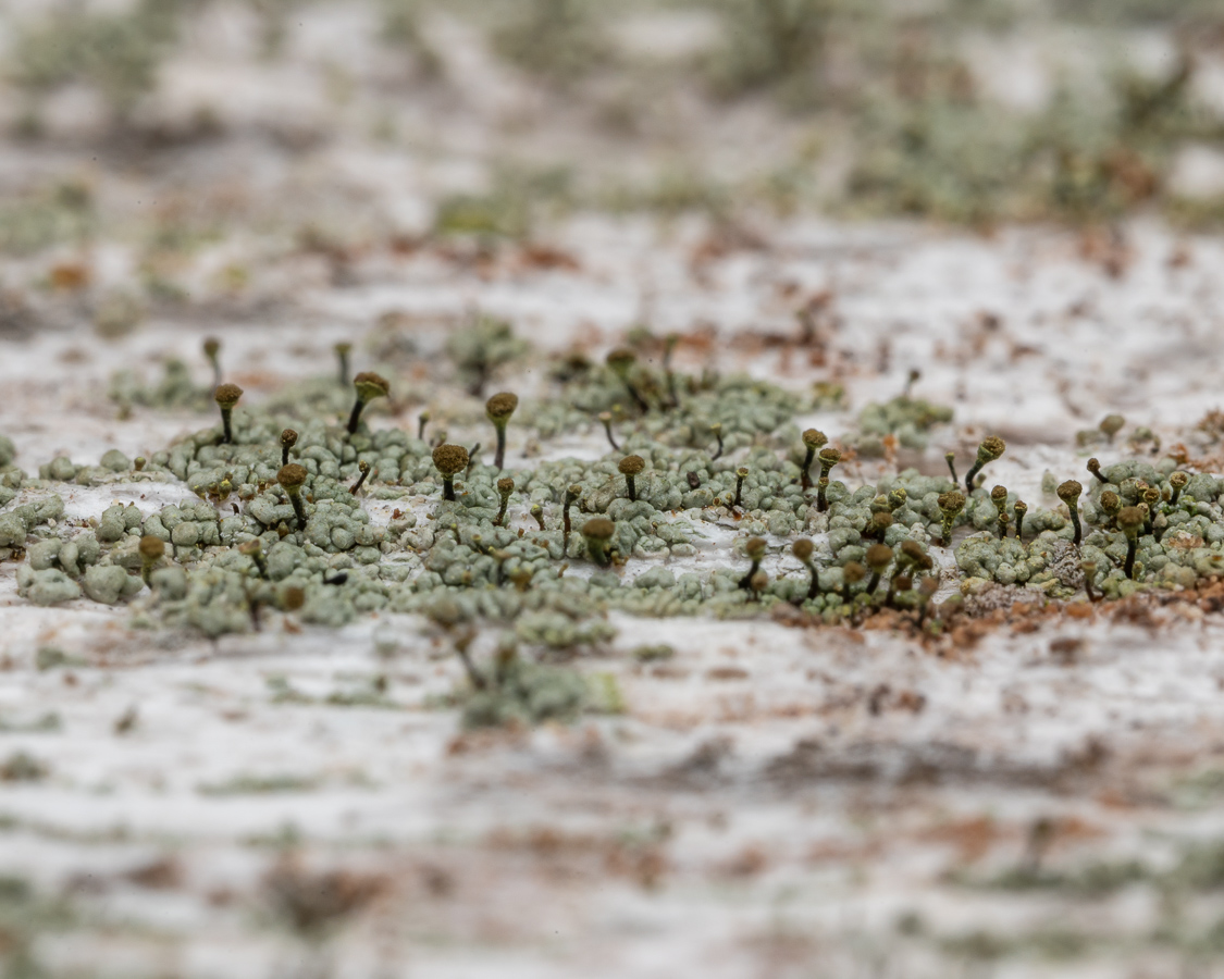 Chaenotheca chlorella (door Job van Dieten)