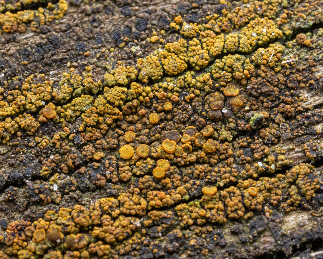 Candelariella vitellina (door Job van Dieten)