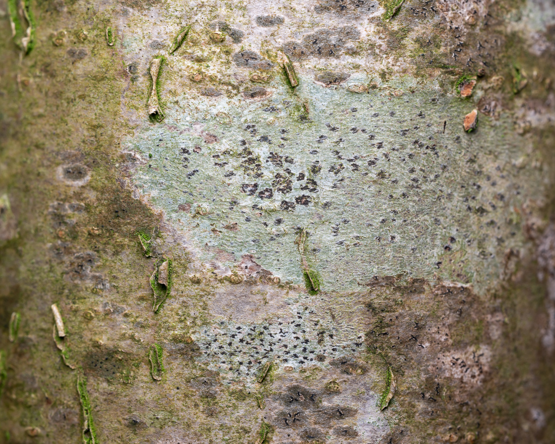 Arthothelium ruanum (door Job van Dieten)