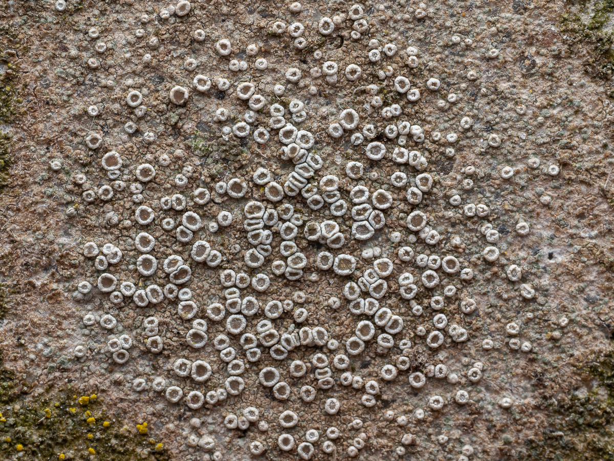 Myriolecis semipallida (door Job van Dieten)