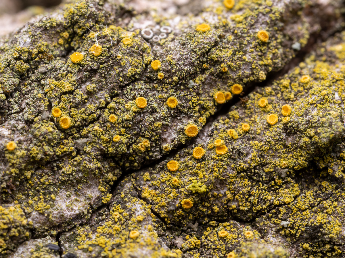 Scythioria phlogina (door Job van Dieten)