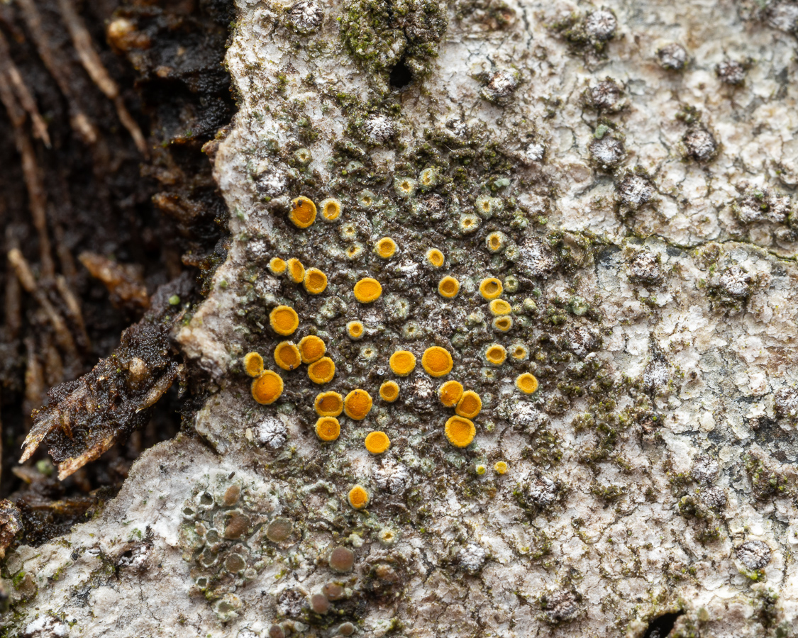 Athallia pyracea (door Job van Dieten)