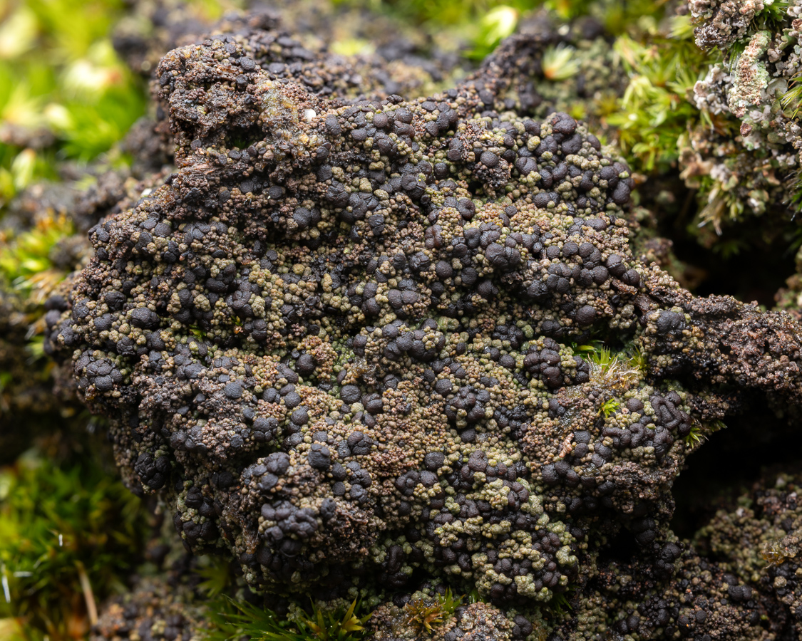 Placynthiella oligotropha (door Job van Dieten)