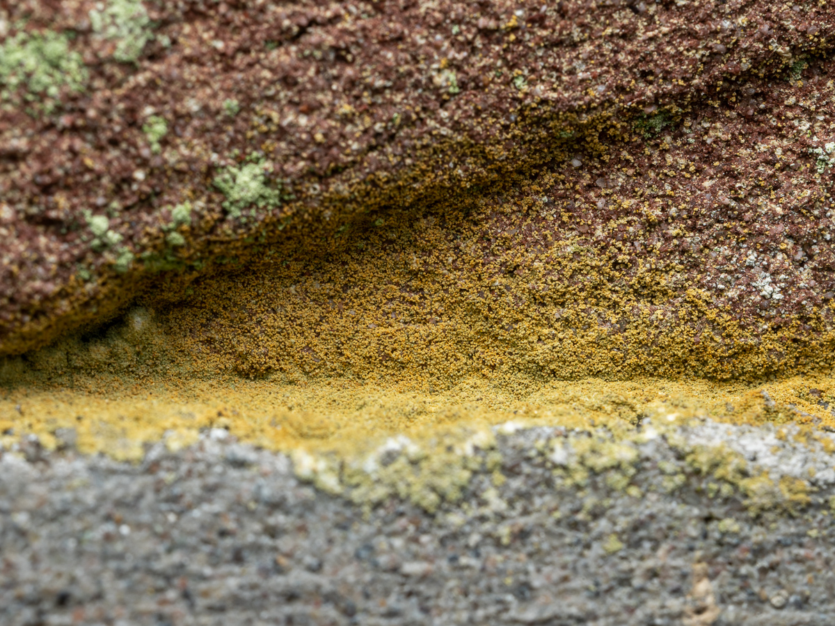 Leproplaca chrysodeta (door Job van Dieten)