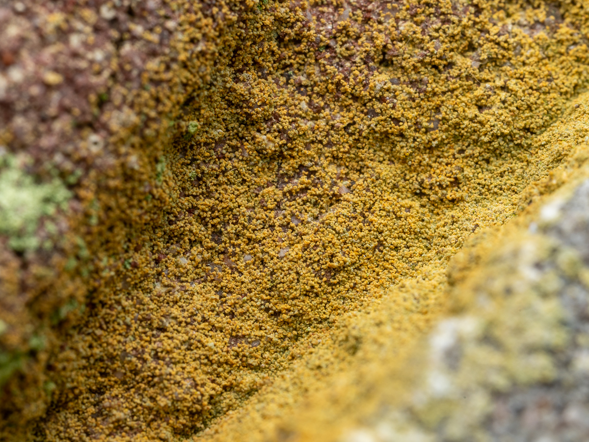 Leproplaca chrysodeta (door Job van Dieten)