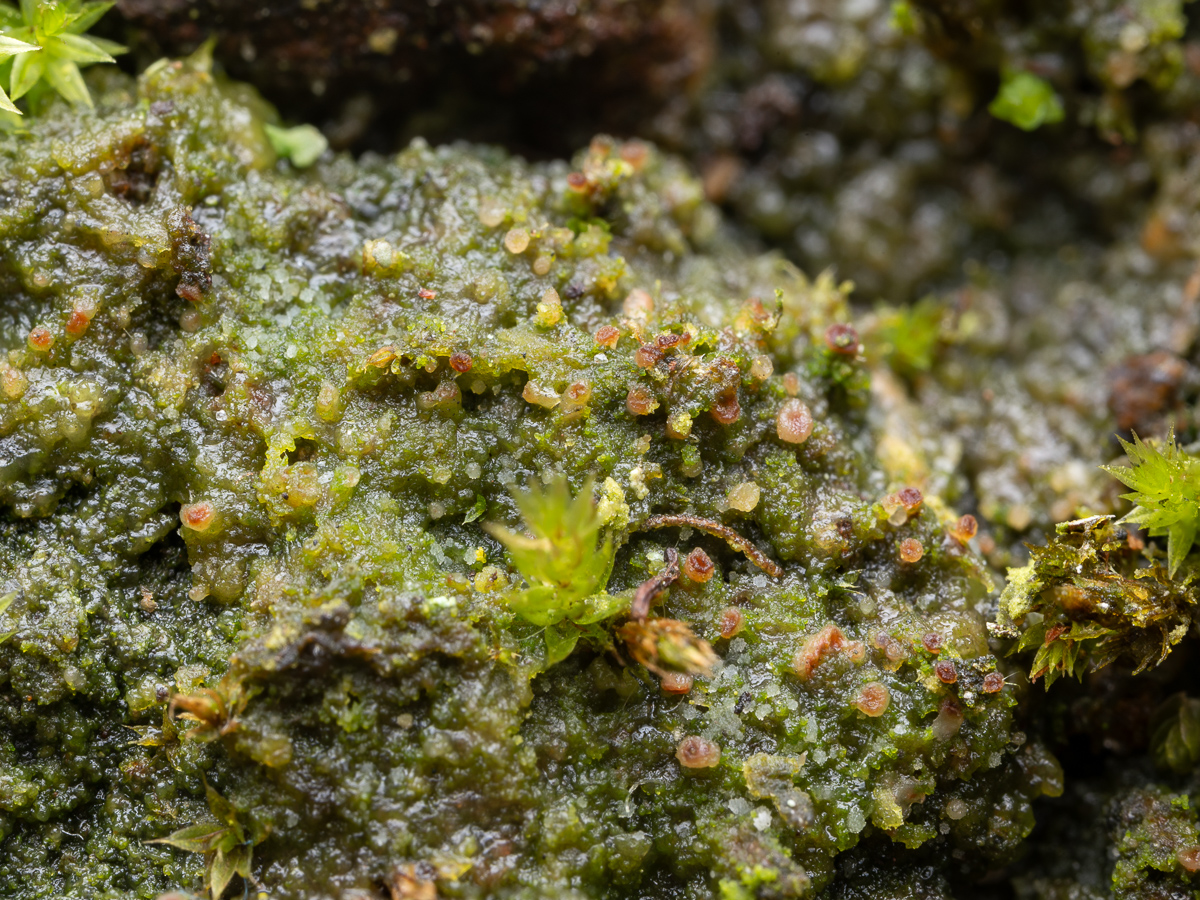 Vezdaea acicularis (door Job van Dieten)