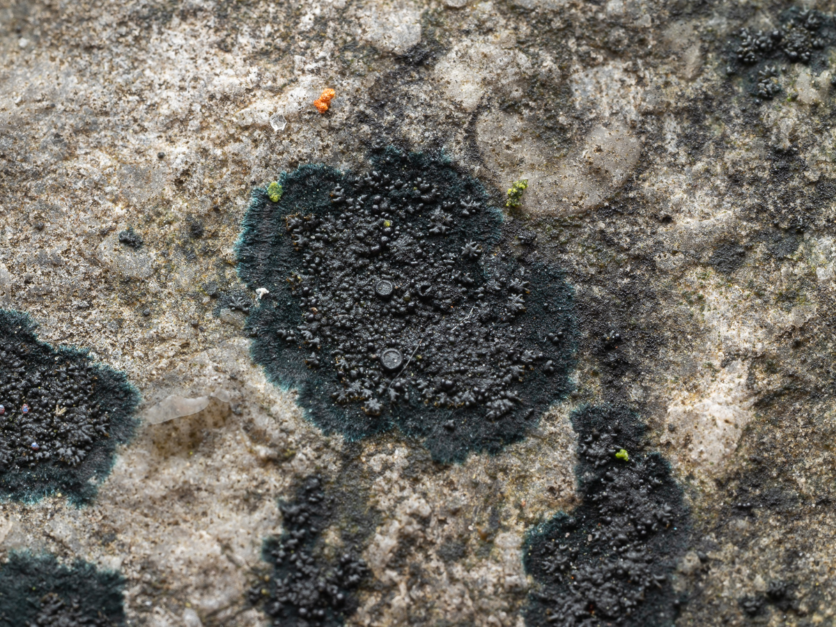Placynthium nigrum (door Job van Dieten)