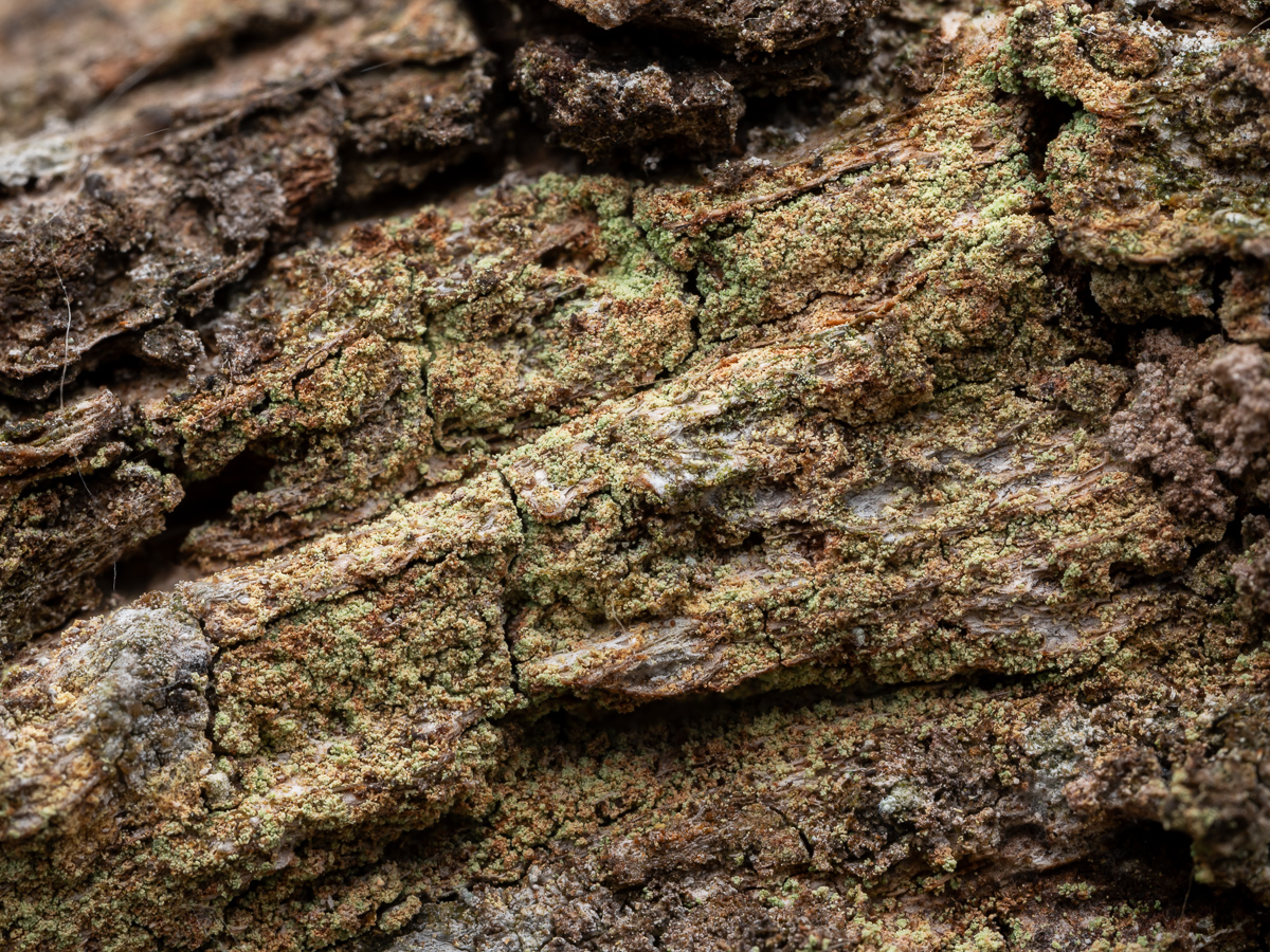 Chrysothrix flavovirens (door Job van Dieten)