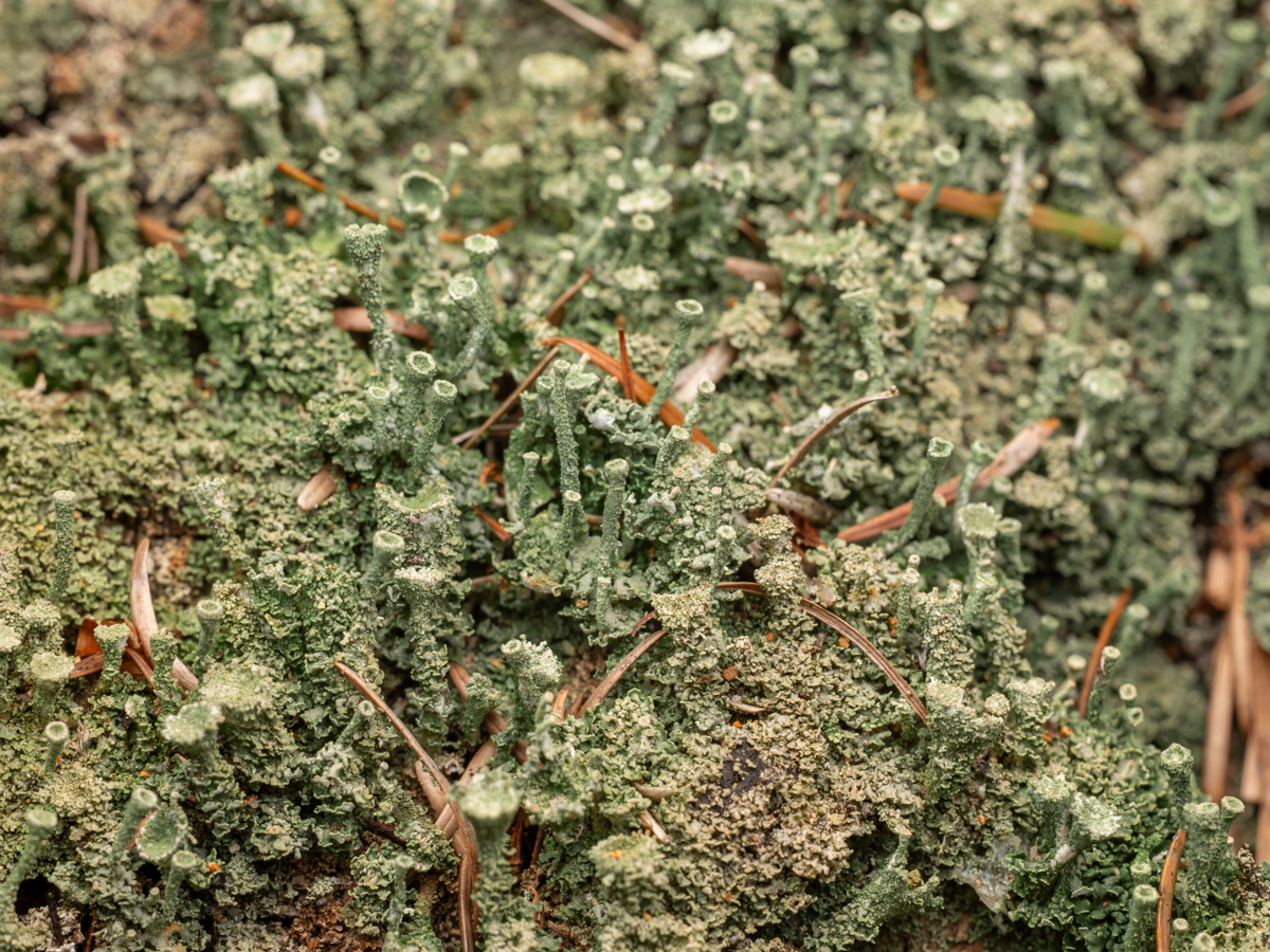 Cladonia chlorophaea (door Job van Dieten)