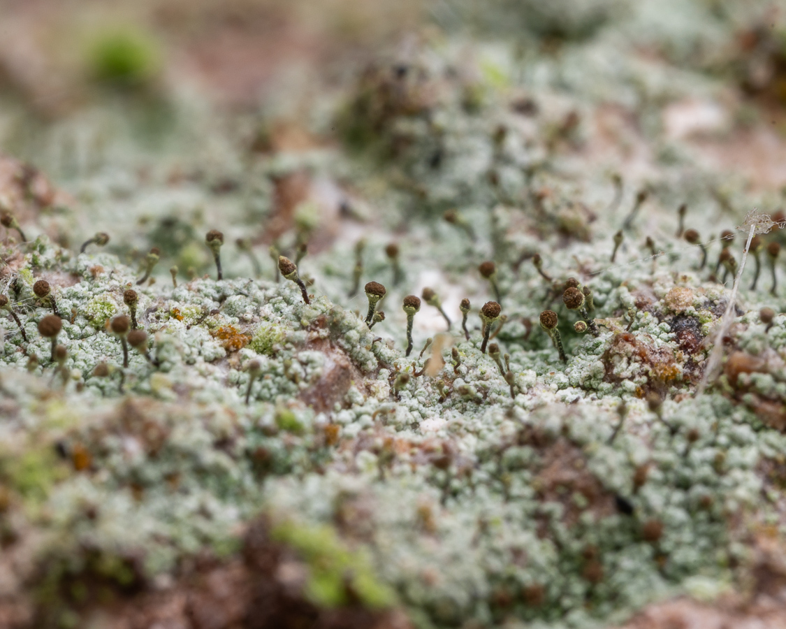 Chaenotheca chlorella (door Job van Dieten)