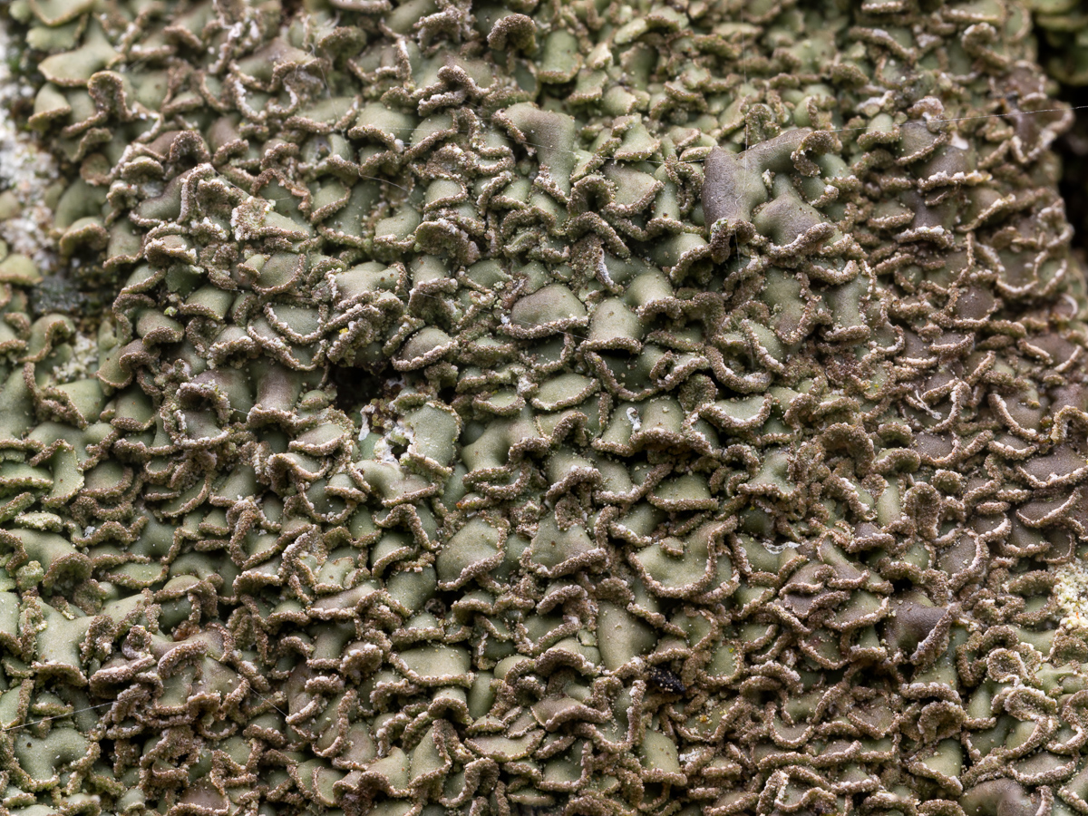 Hypocenomyce scalaris (door Job van Dieten)