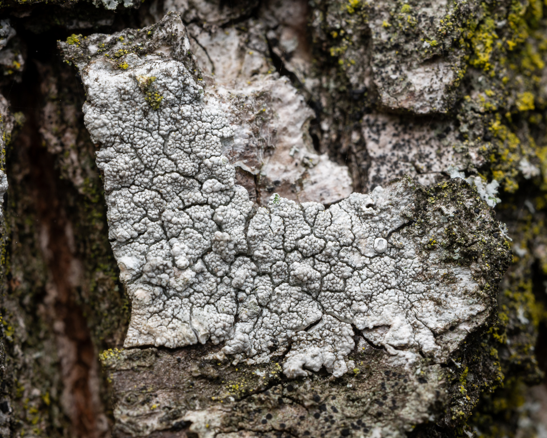 Glaucomaria subcarpinea (door Job van Dieten)