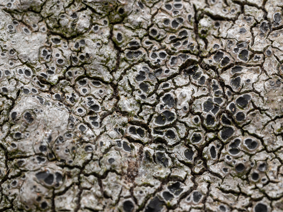 Aspicilia verrucigera (door Job van Dieten)