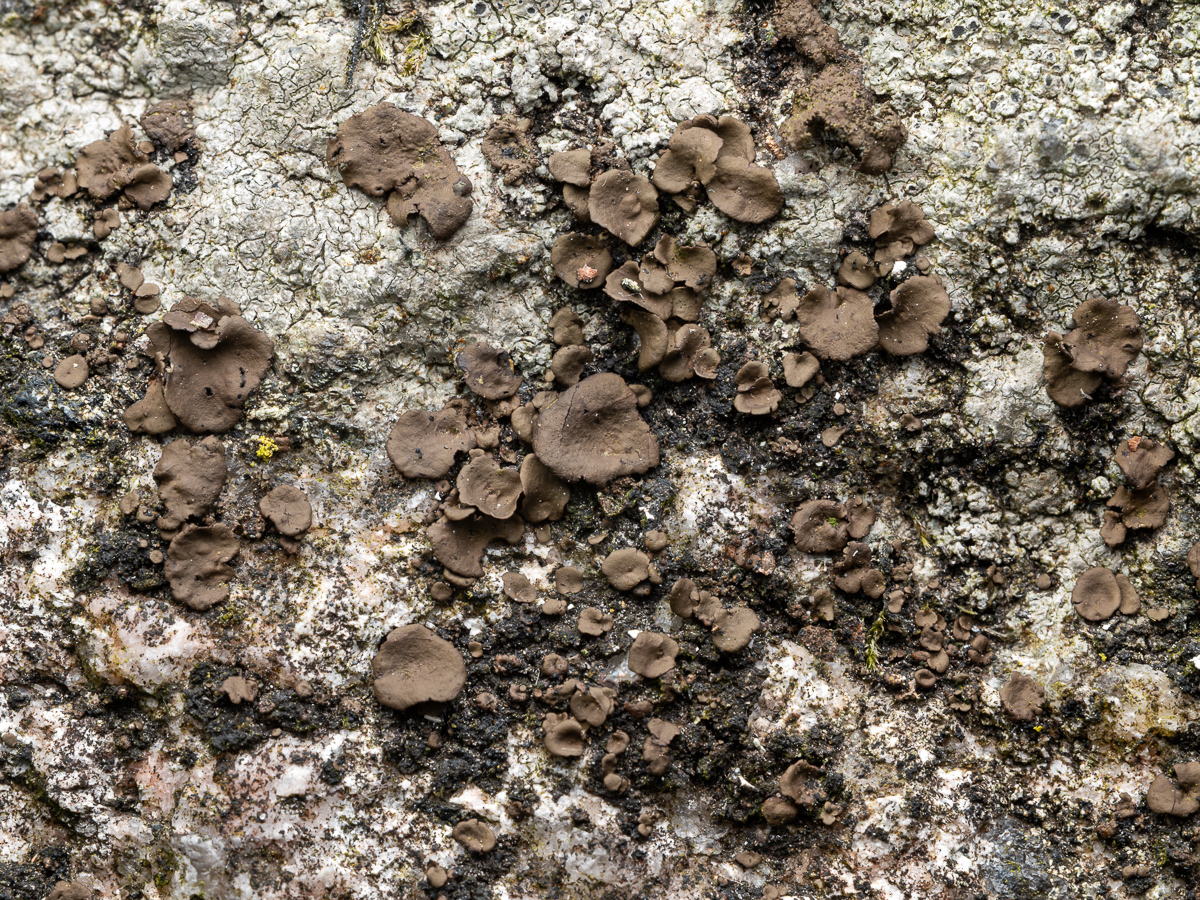 Umbilicaria deusta (door Job van Dieten)