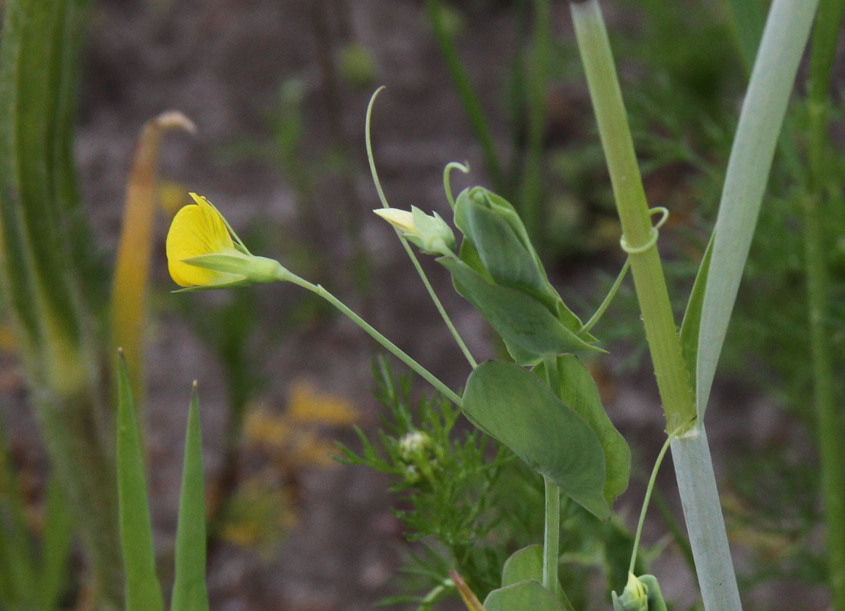 Lathyrus aphaca (door Peter Meininger)