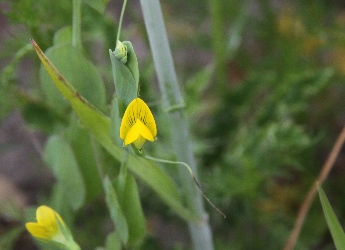 Lathyrus aphaca (door Peter Meininger)