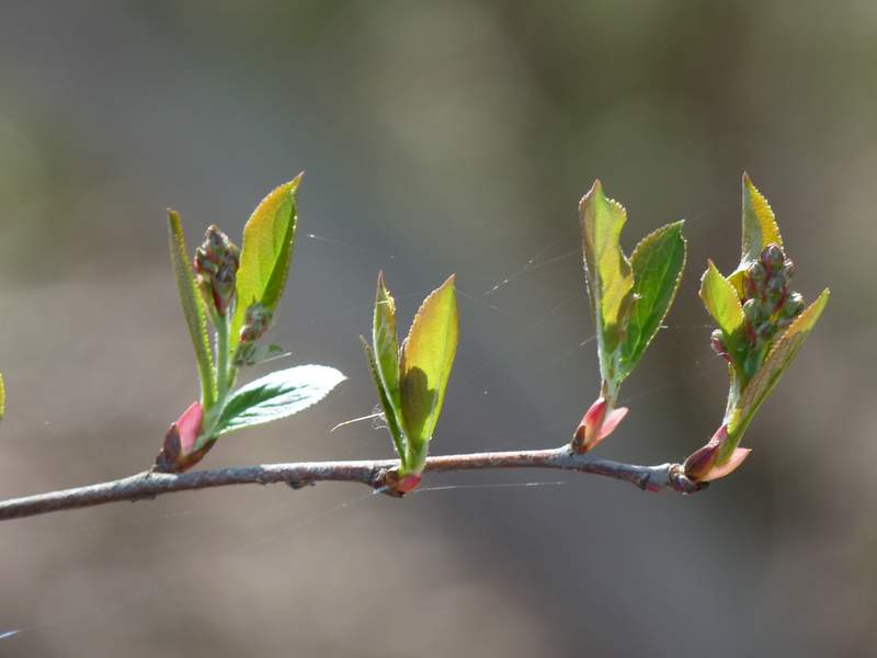 Aronia x prunifolia (door Willemien Troelstra)