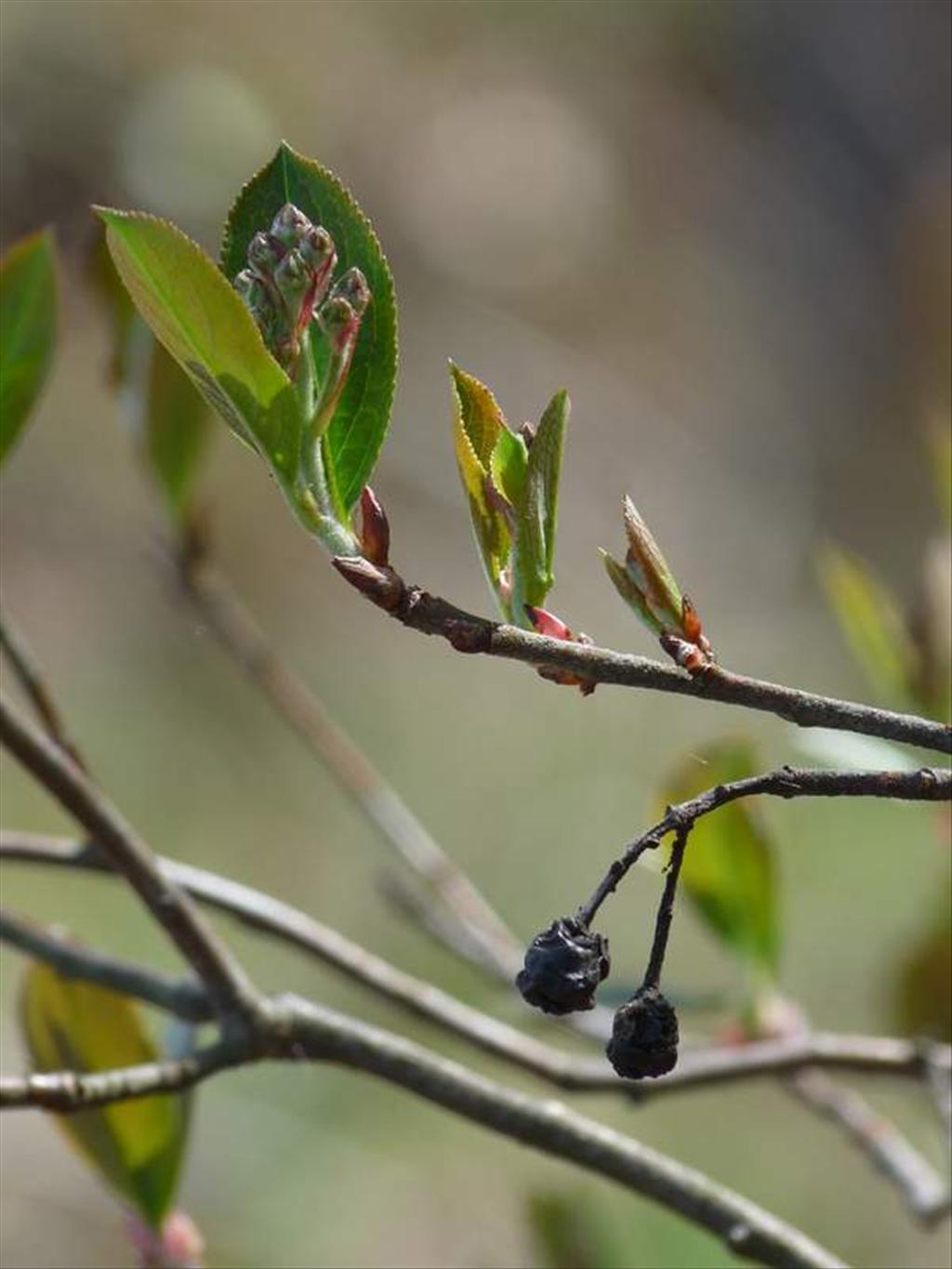 Aronia x prunifolia (door Willemien Troelstra)