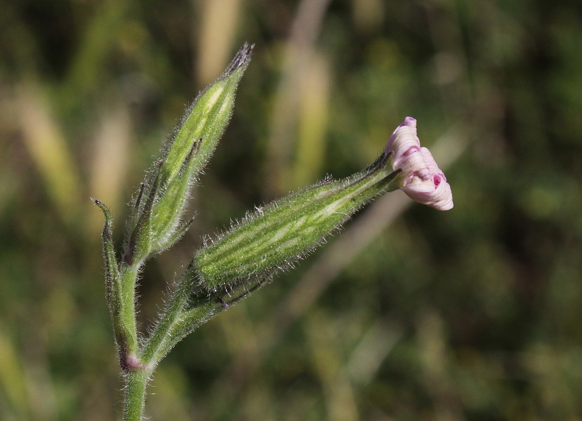 Silene noctiflora (door Peter Meininger)