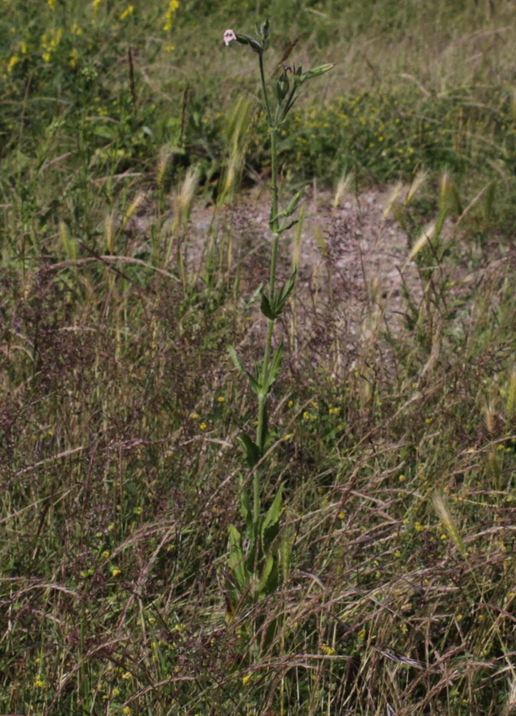 Silene noctiflora (door Peter Meininger)