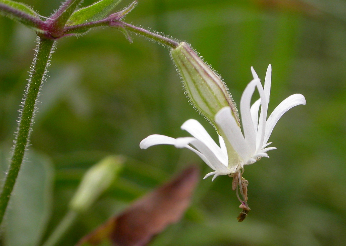 Silene nutans (door Peter Meininger)