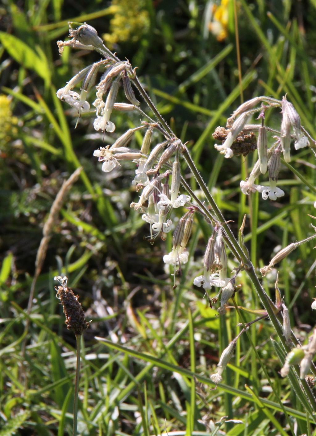 Silene nutans (door Peter Meininger)