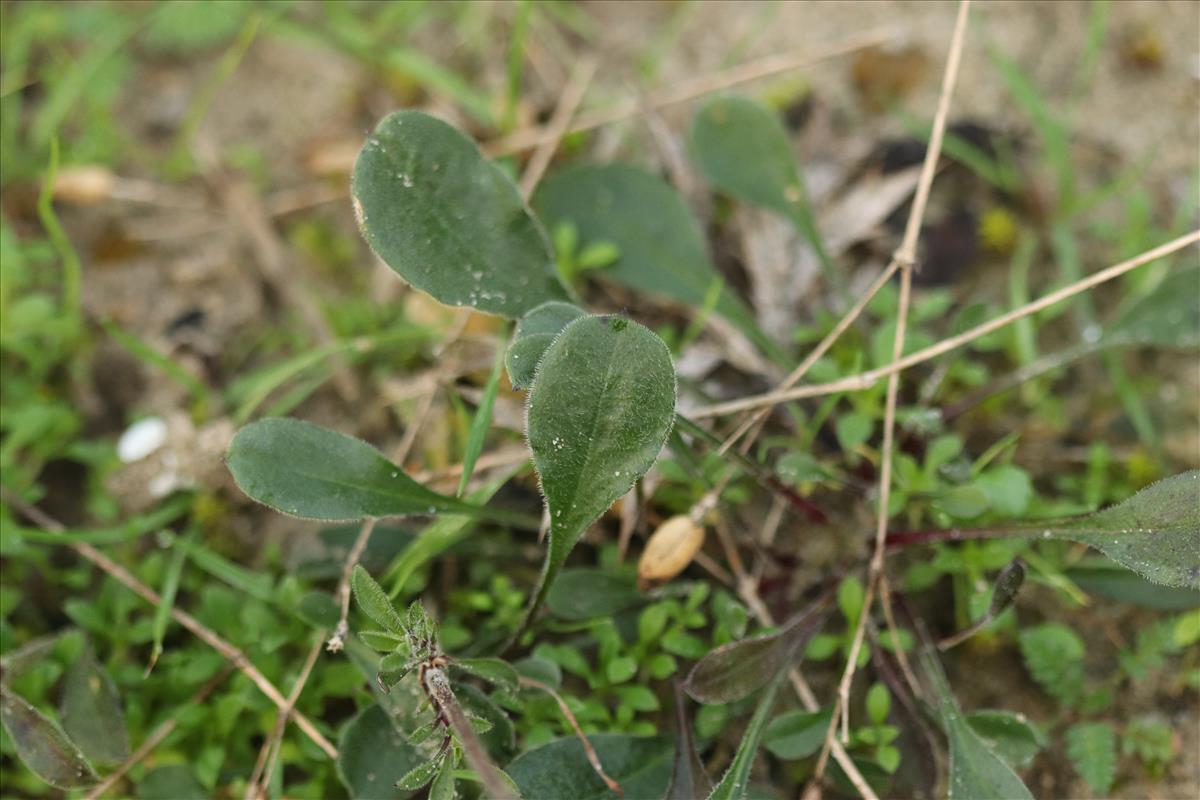 Silene nutans (door Jaap Oosterom)