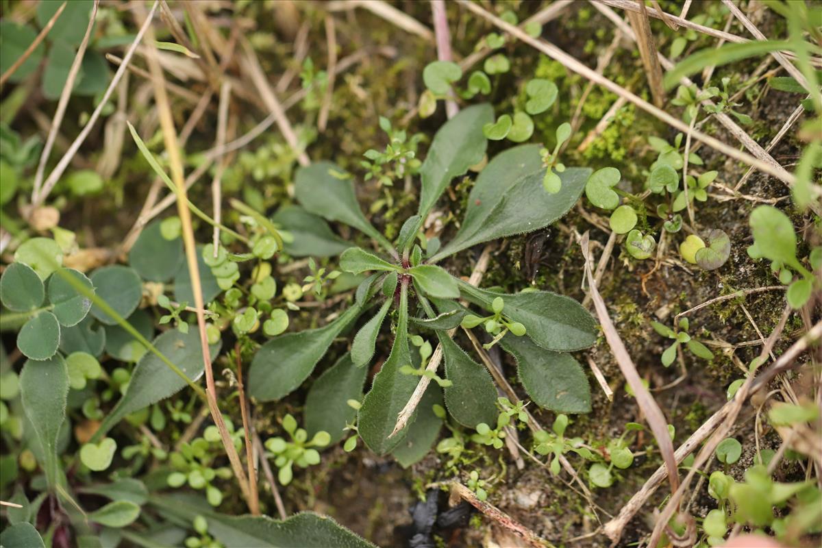 Silene nutans (door Jaap Oosterom)