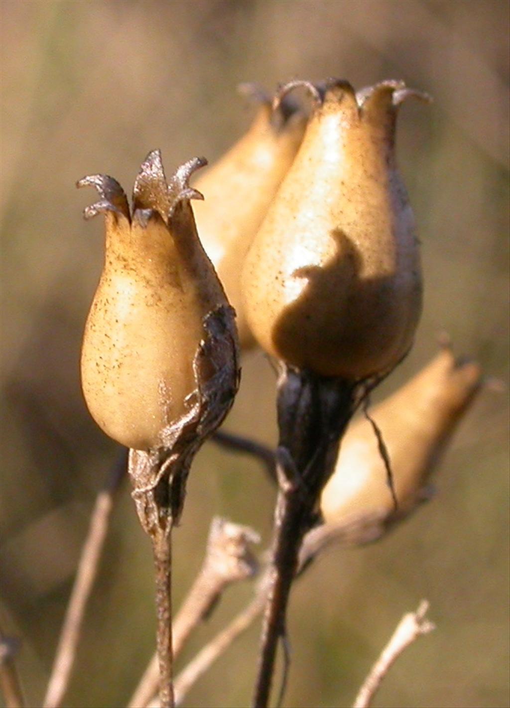 Silene nutans (door Peter Meininger)