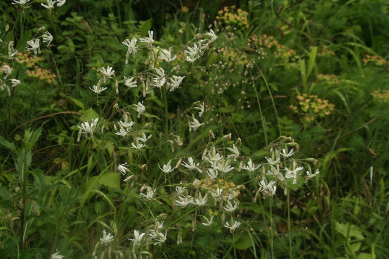 Silene nutans (door Wouter van der Ham)