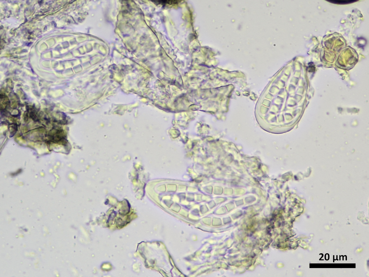 Naevia punctiformis (door Henk-Jan van der Kolk)