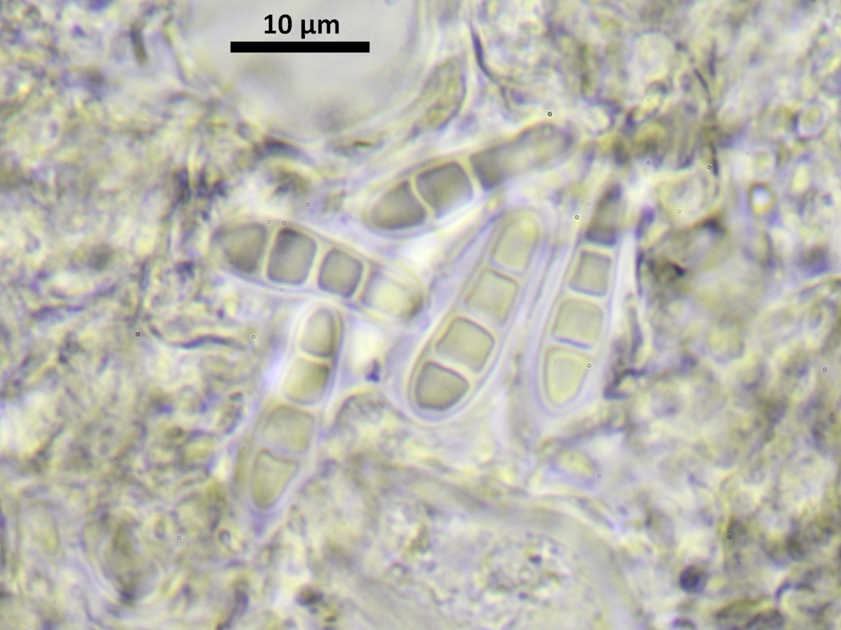 Naevia punctiformis (door Henk-Jan van der Kolk)
